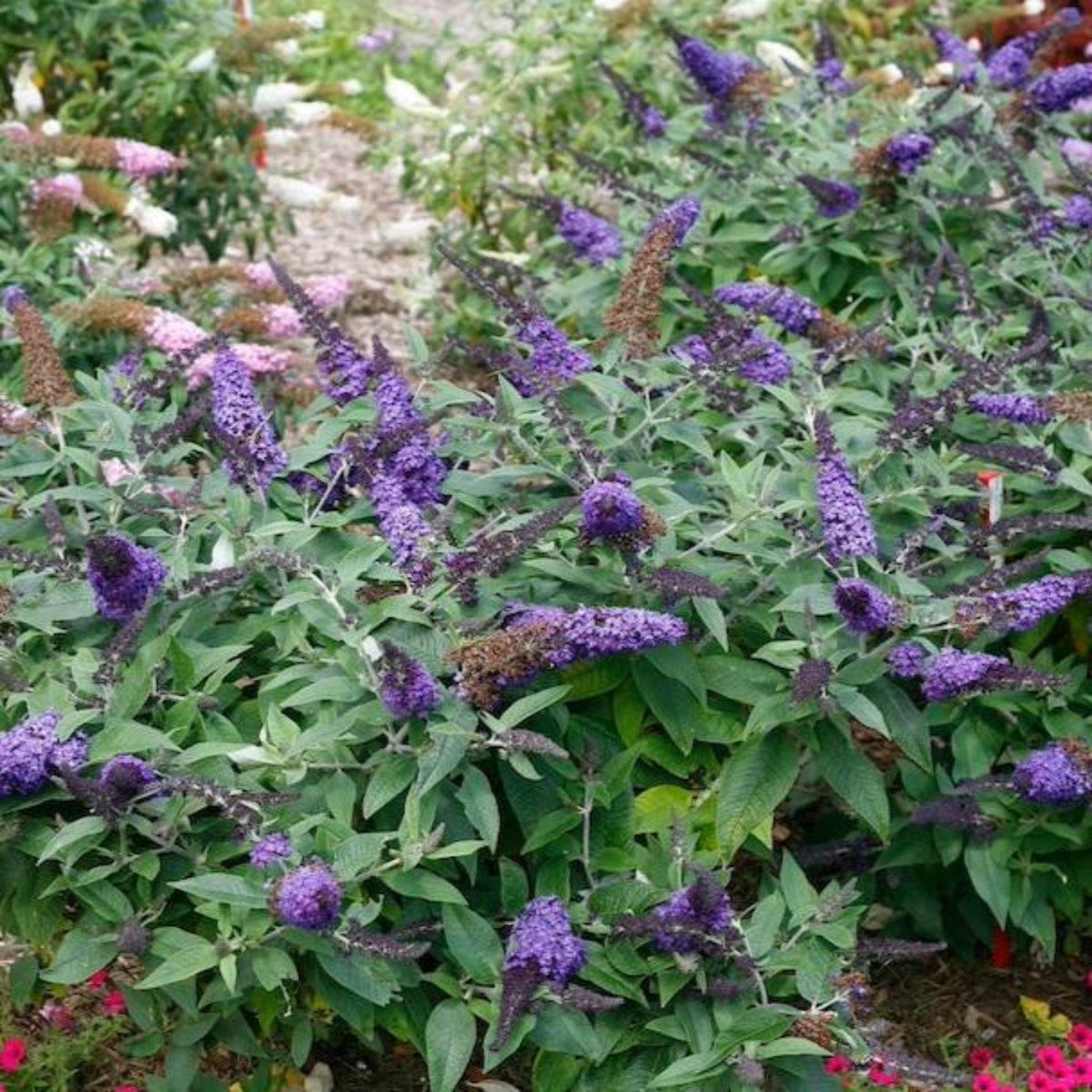 Butterfly Bush