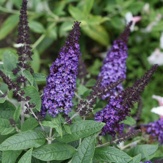 Butterfly Bush