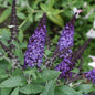 Butterfly Bush
