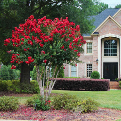 Crapemyrtle