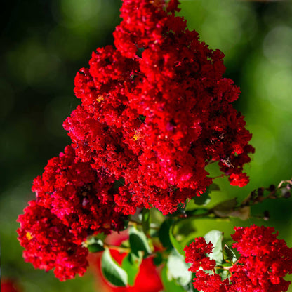 Crapemyrtle
