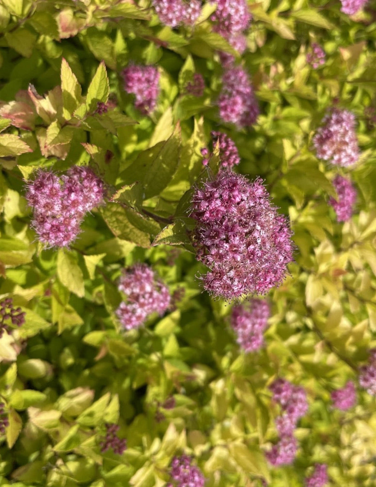 Pineapple Poprocks
