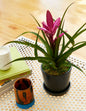 Bromeliad Antonio Pink