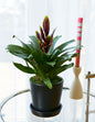 Bromeliad Vriesea ‘Vogue’