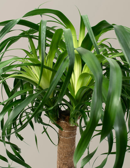 Ponytail Palm