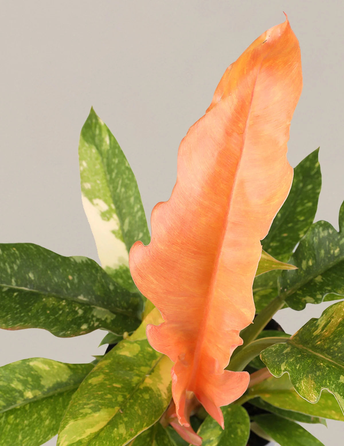Double Philodendron Ring of Fire