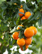 Clementine Mandarin Tree