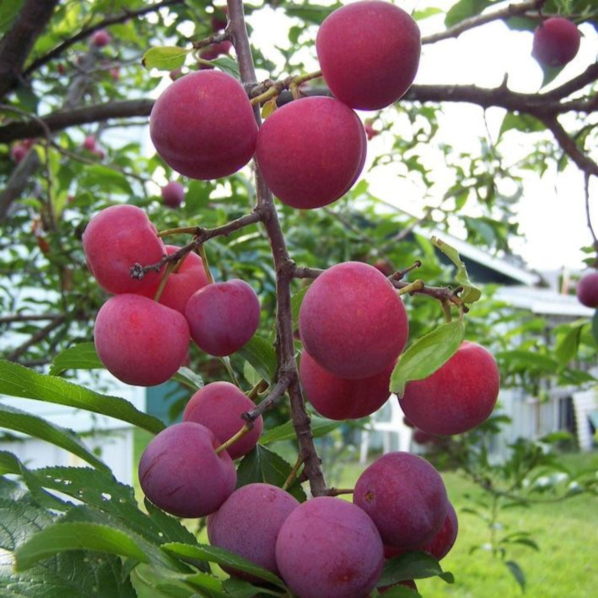 Bubblegum 'Toka' Plum Tree
