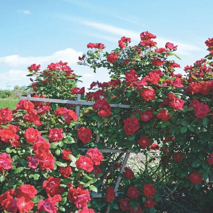 Climbing Rose