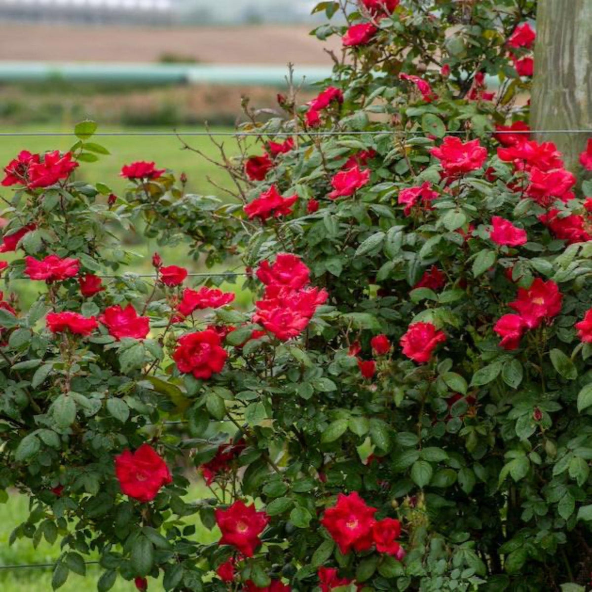 Climbing Rose