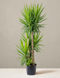 Yucca Plant Multi Stem
