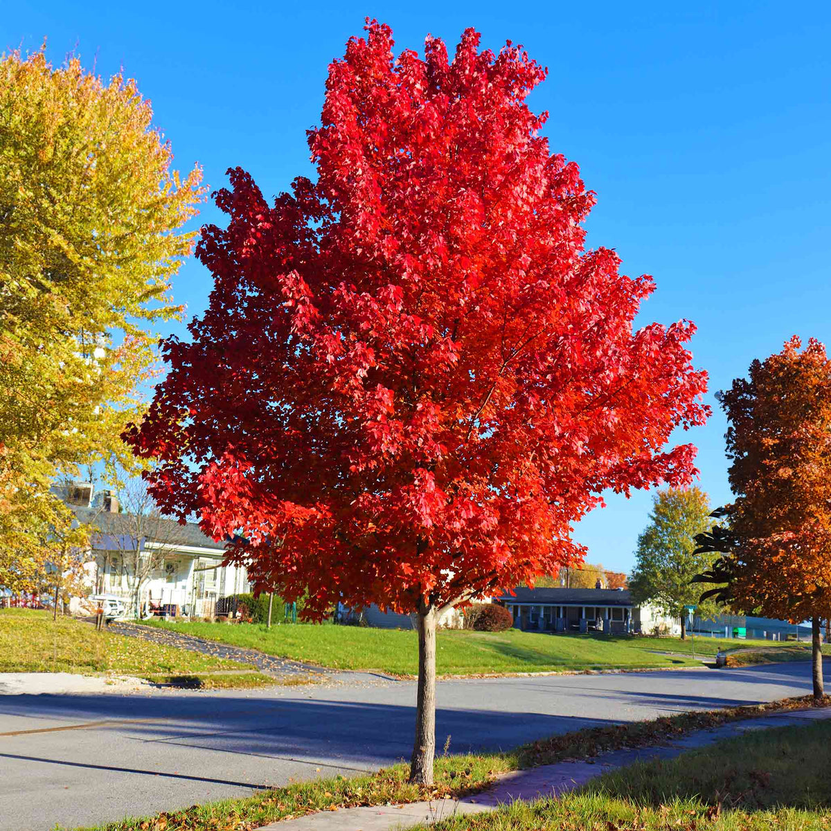 Red Maple Tree