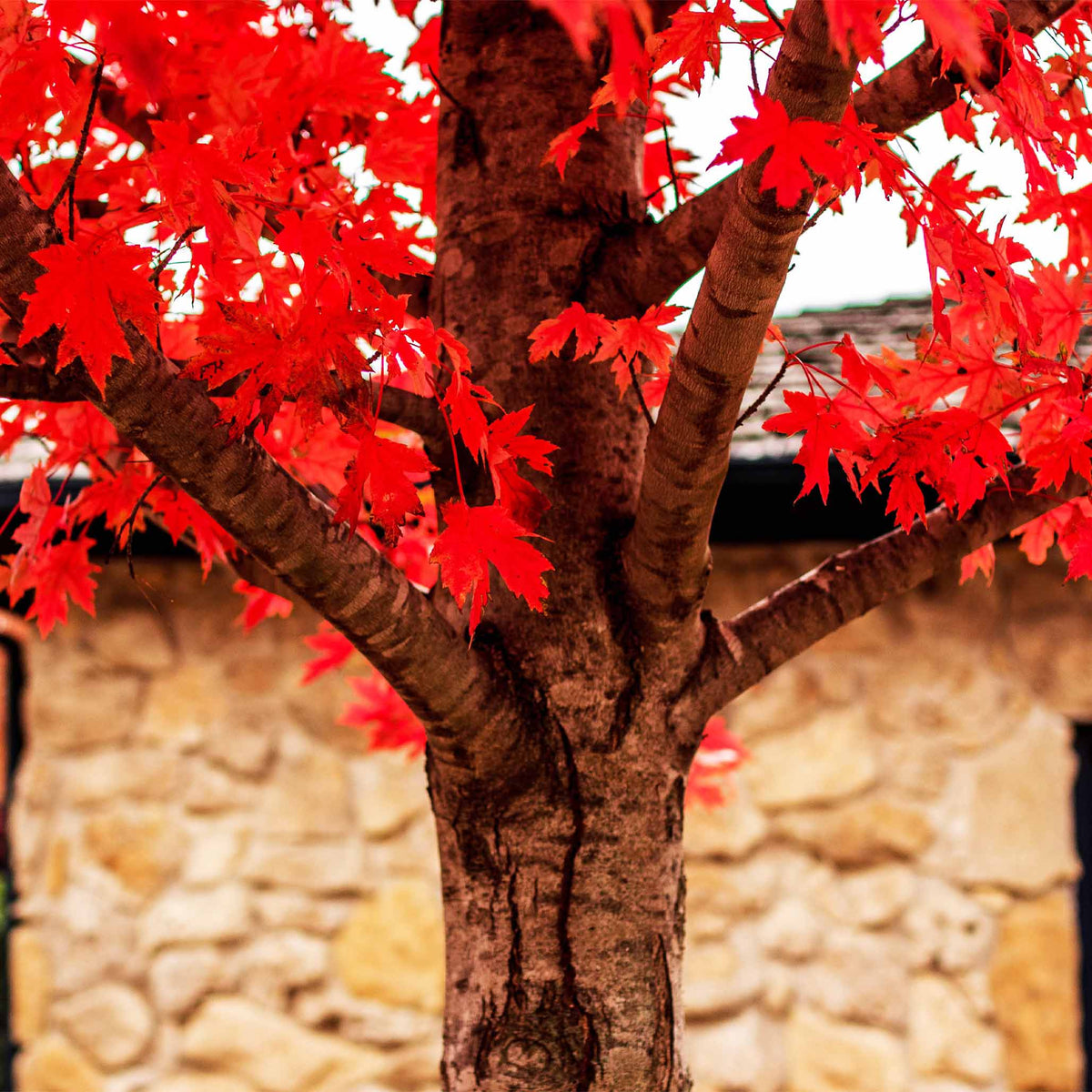 Red Maple Tree