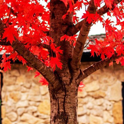 Red Maple Tree