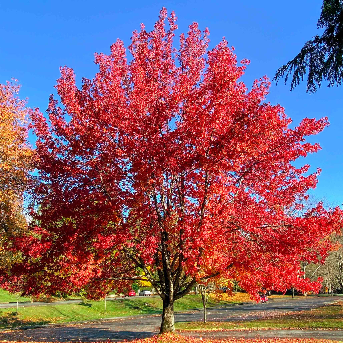 Red Maple Tree