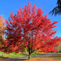 Red Maple Tree
