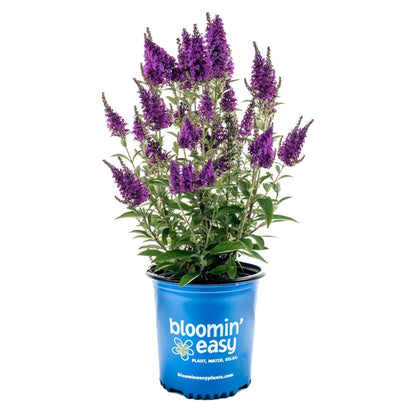 Butterfly Bush