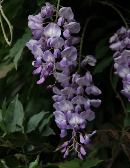 Blue Moon Wisteria