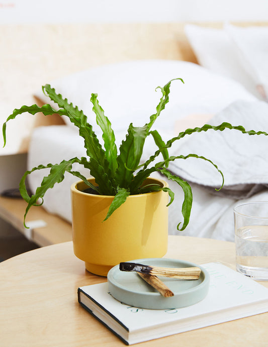 Bird's Nest Fern
