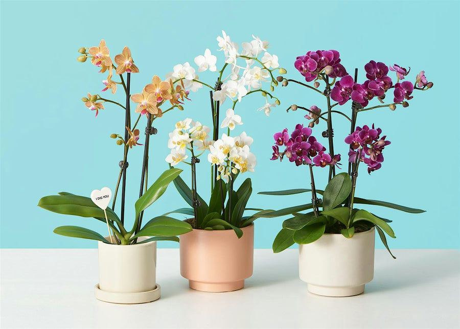 Plant parent community
