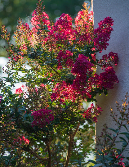Strawberry Crape Myrtle