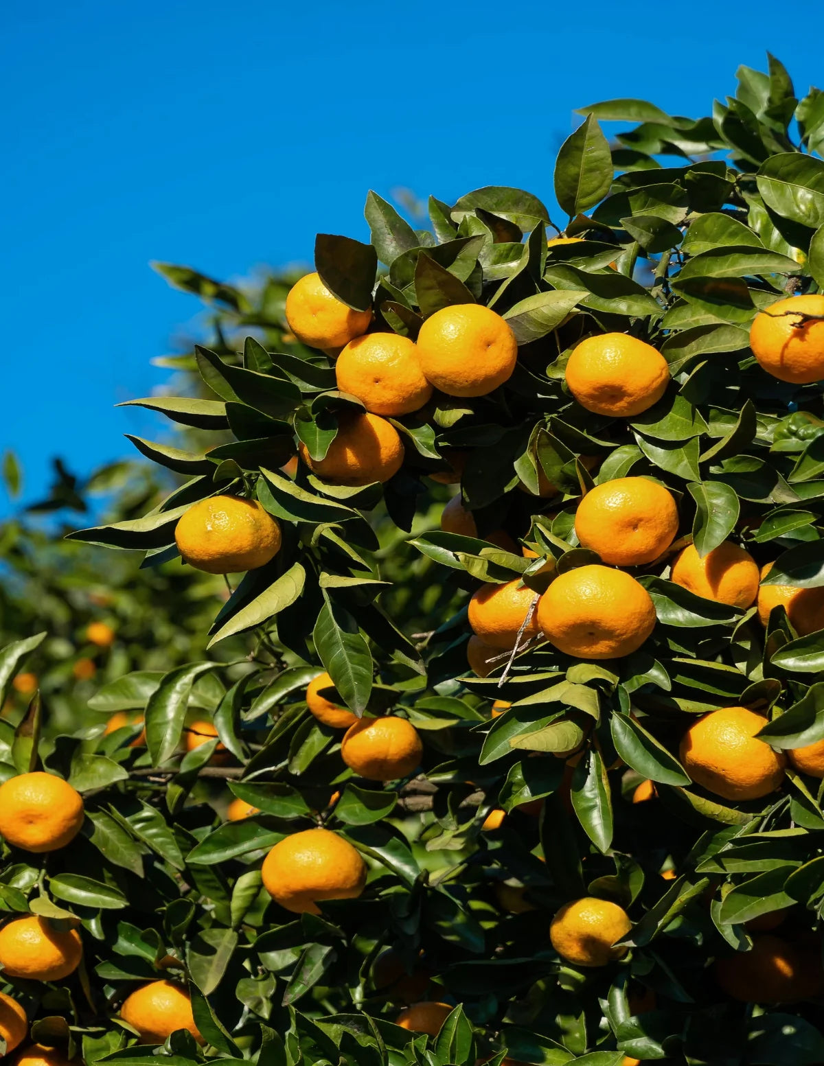 Owari Satsuma Tree