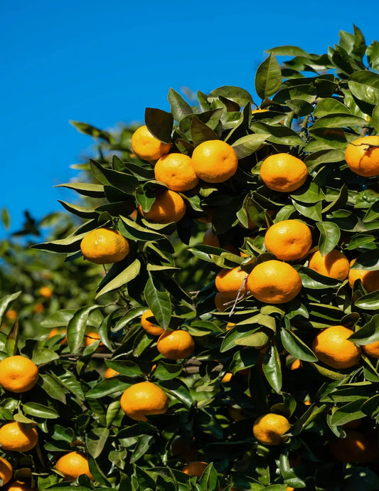 Owari Satsuma Tree