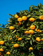 Owari Satsuma Tree