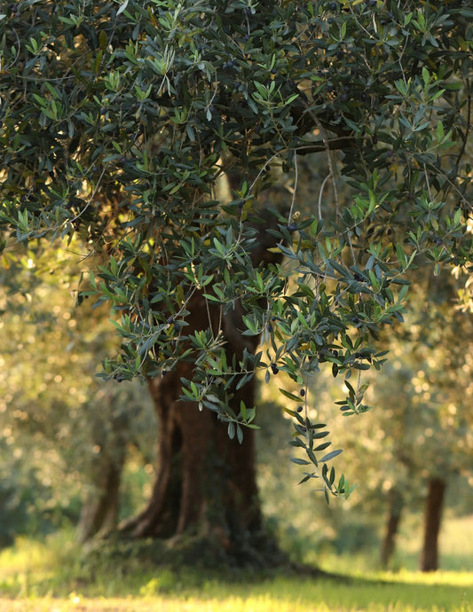 Frantoio Olive Tree