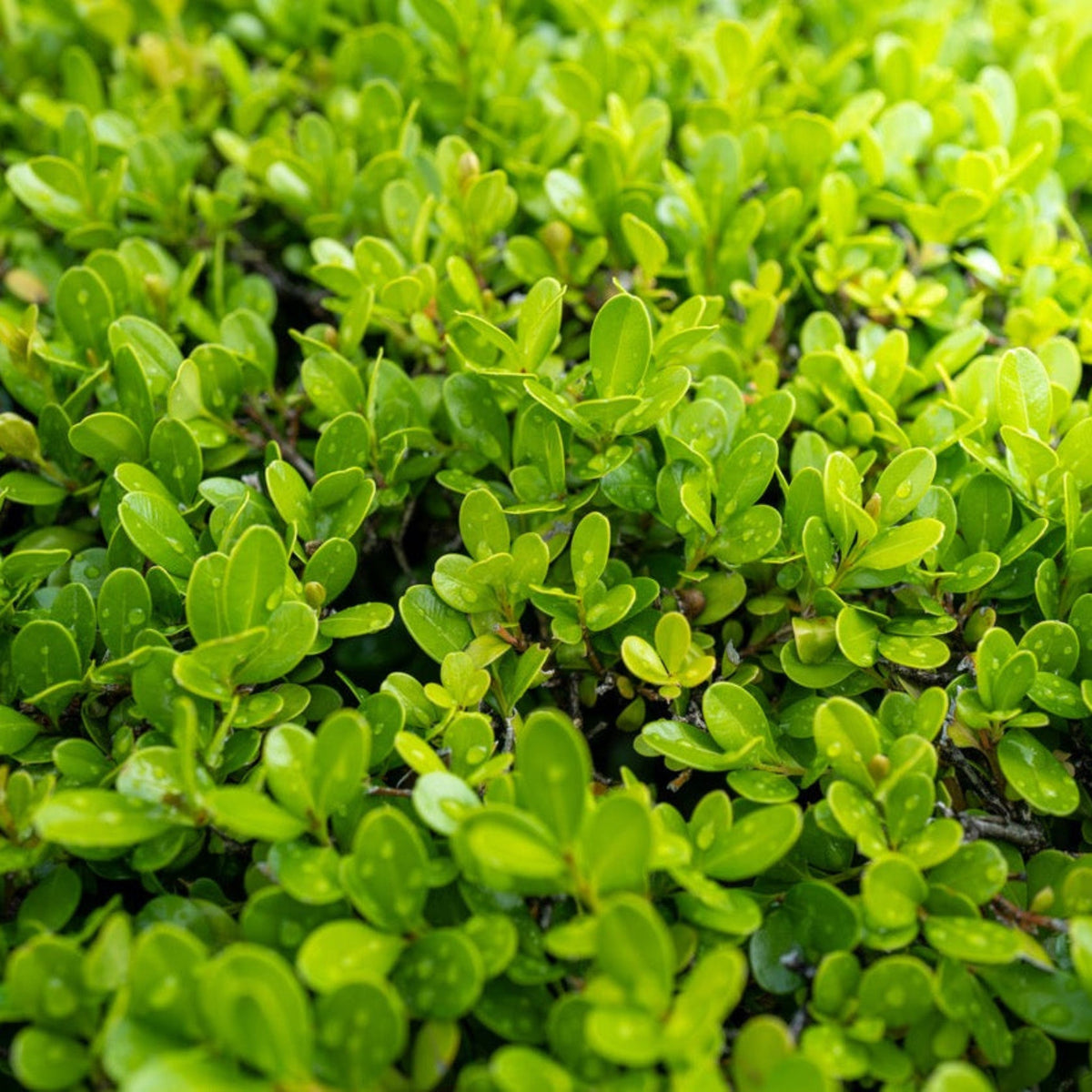 Boxwood