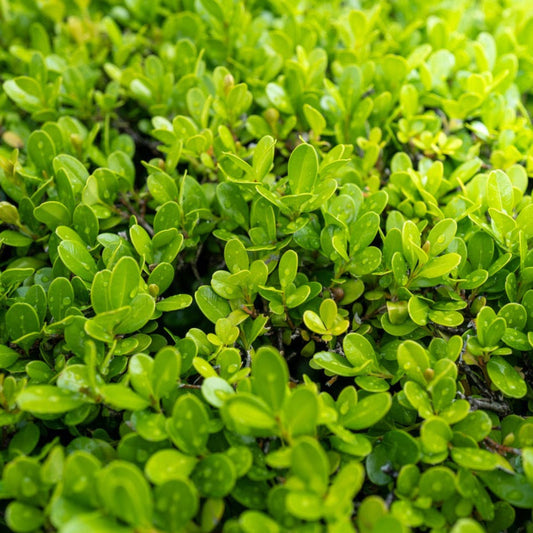 Boxwood