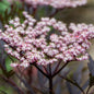 Elderberry