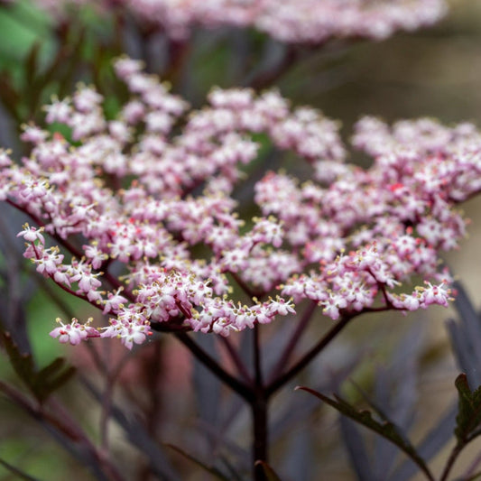 Elderberry