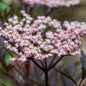 Elderberry