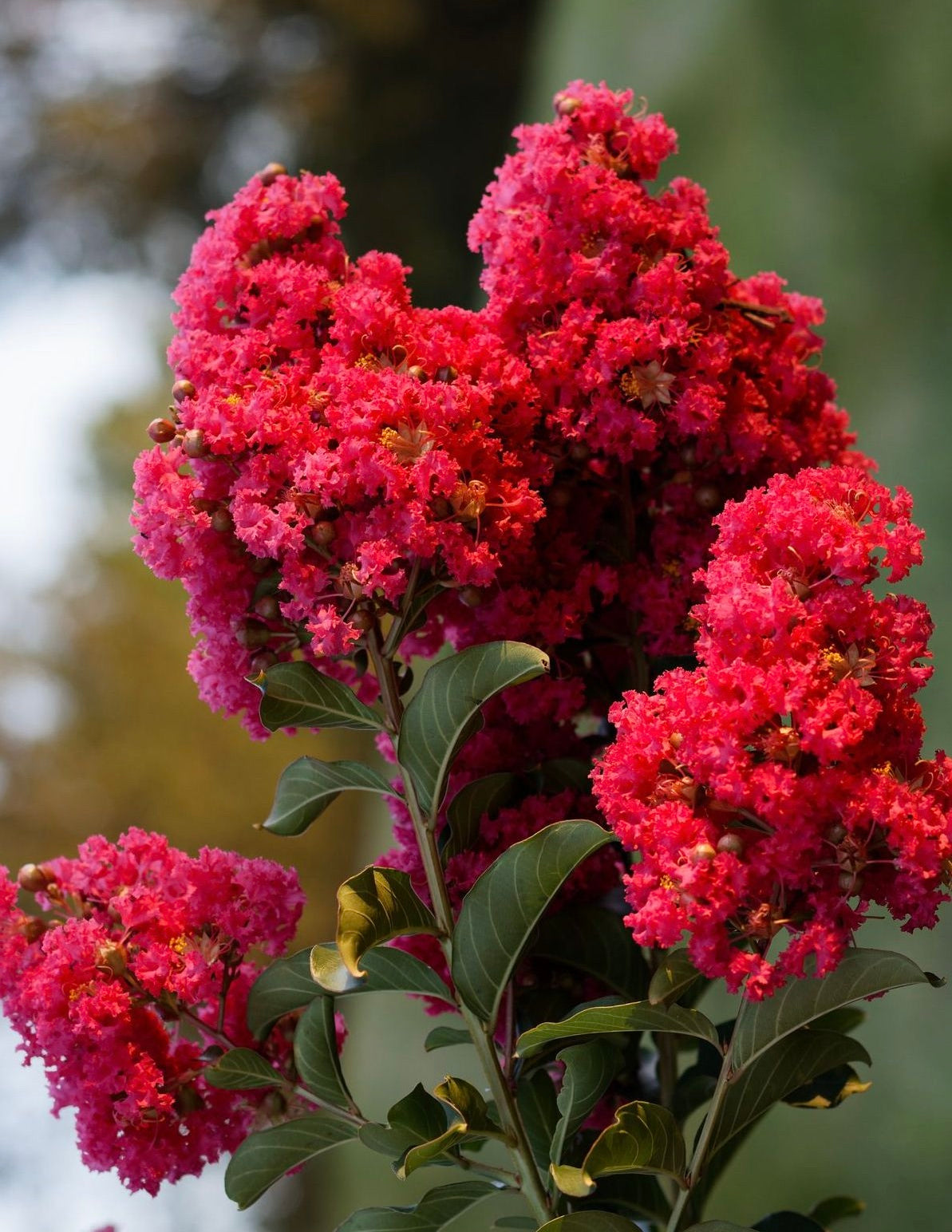 Strawberry Crape Myrtle