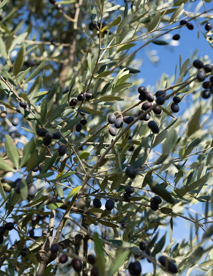 Mission Olive Tree