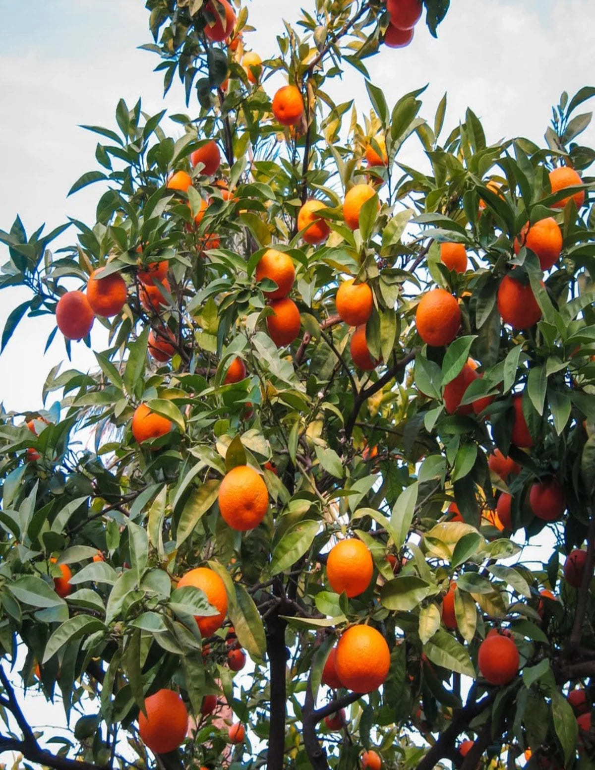 Cara Cara Orange Tree