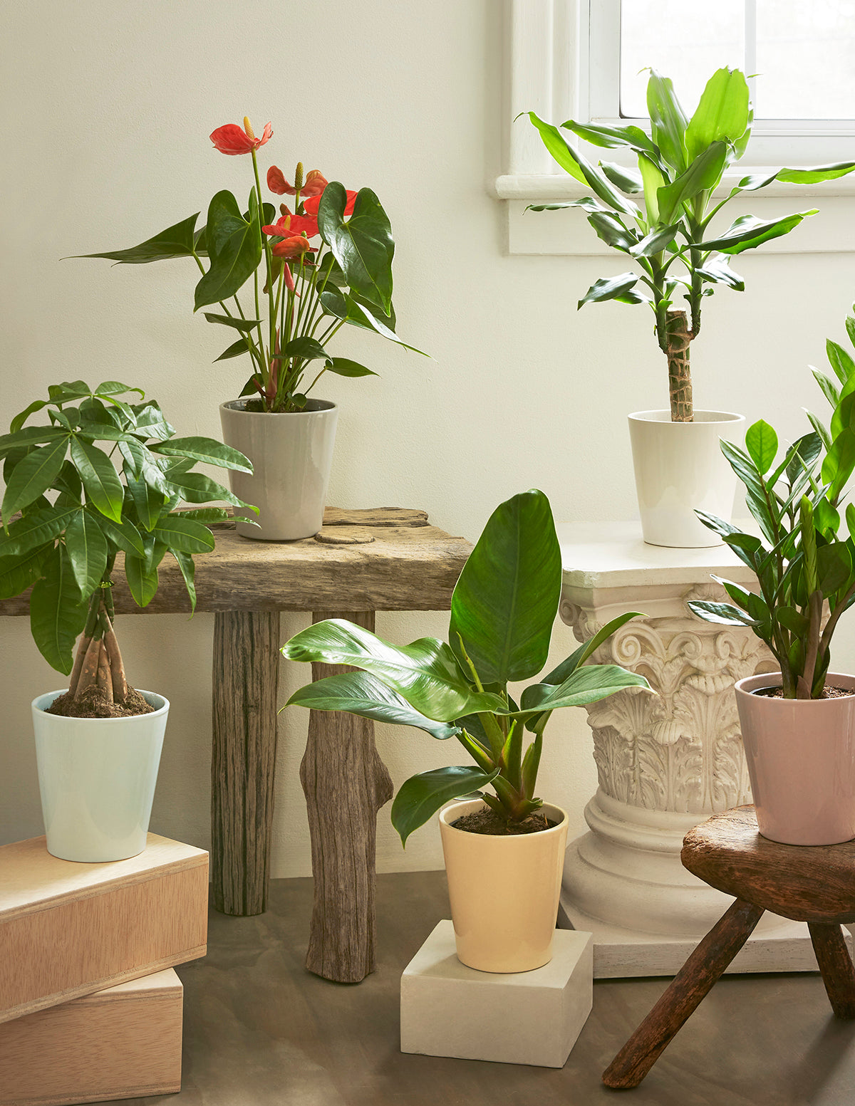 Coral Anthurium