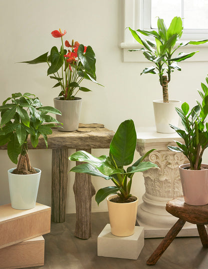 Coral Anthurium