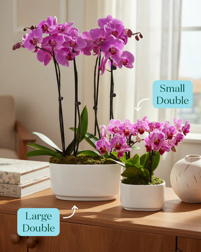 Large Double Orchid
