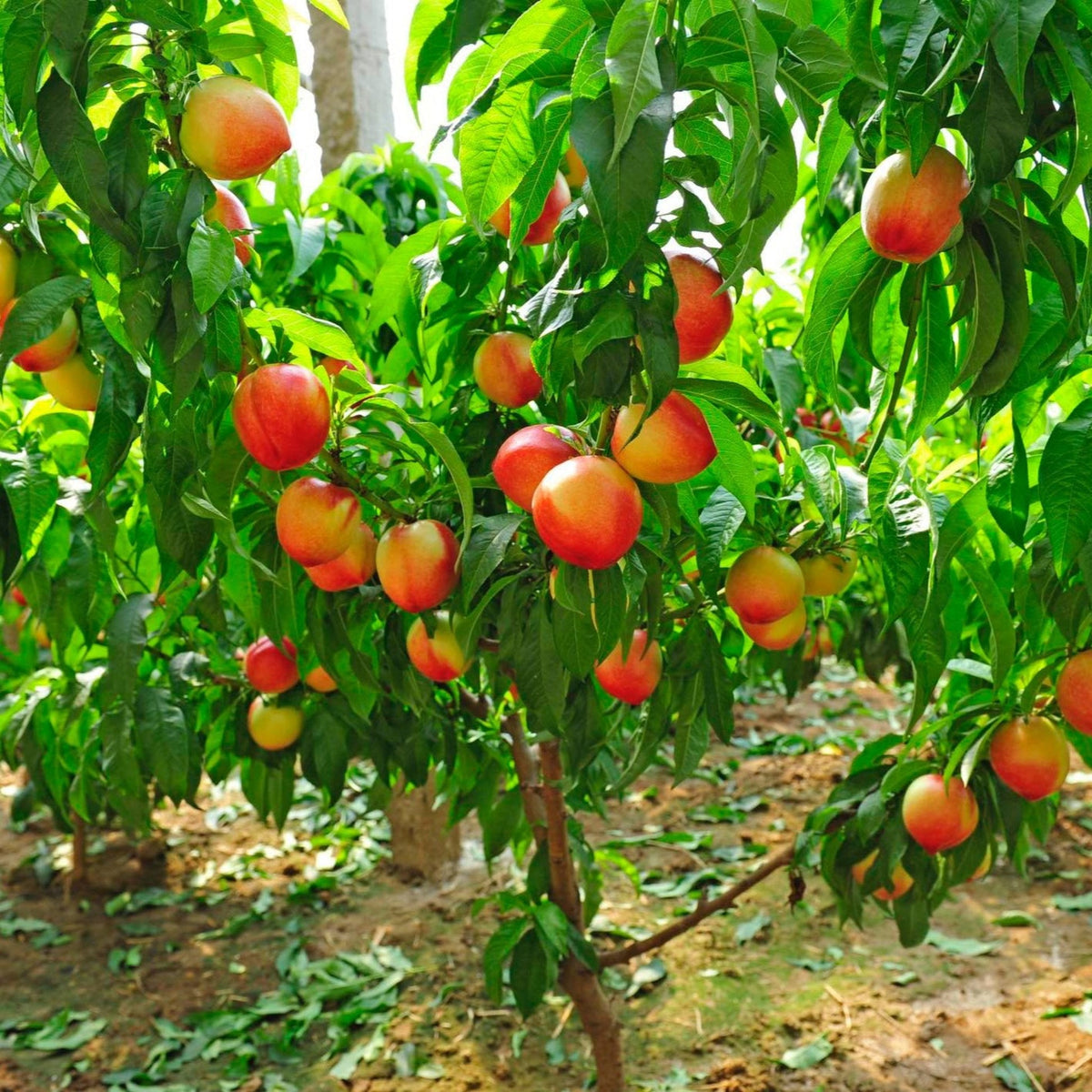 4-in-1 Peach Tree