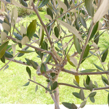 Frantoio Olive Tree