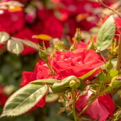 Climbing Rose