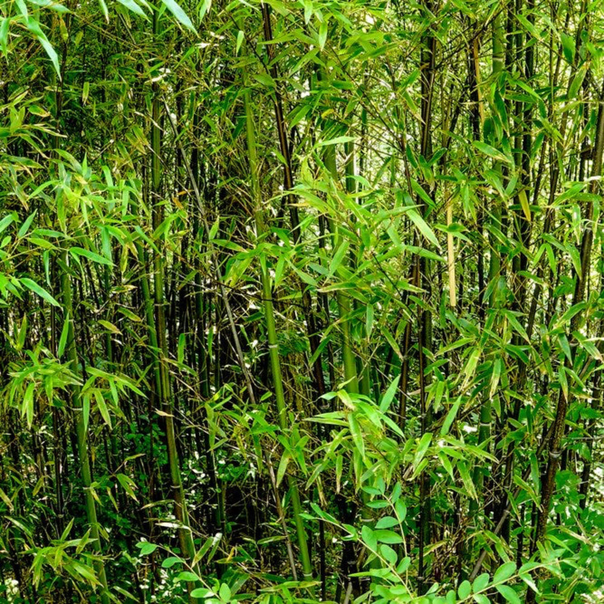 Black Bamboo