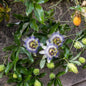 Passion Fruit Vine