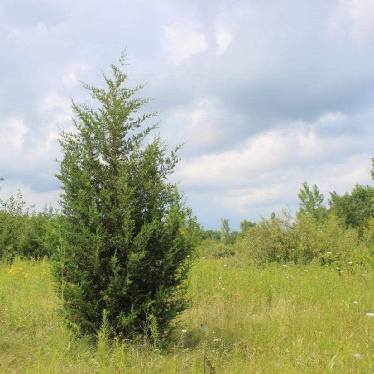 Brodie Eastern Red Cedar