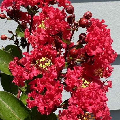 Strawberry Crape Myrtle