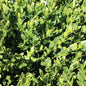Green Velvet Boxwood