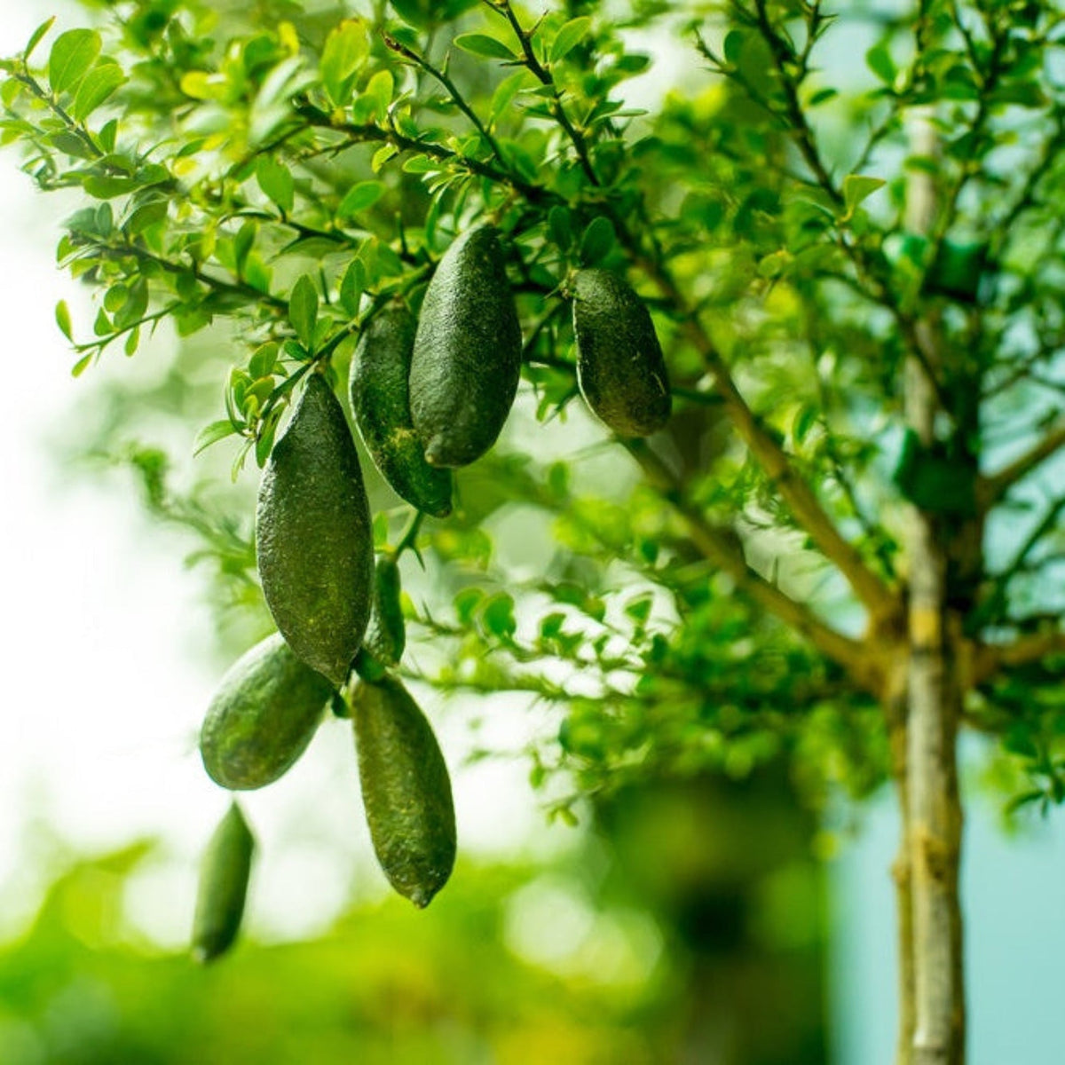 Australian Finger Lime Tree