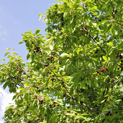 Bing Cherry Tree 13.50